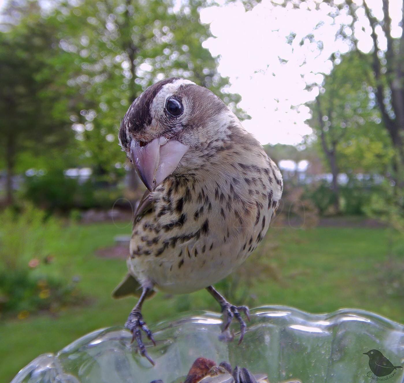 Pequeño pajarito