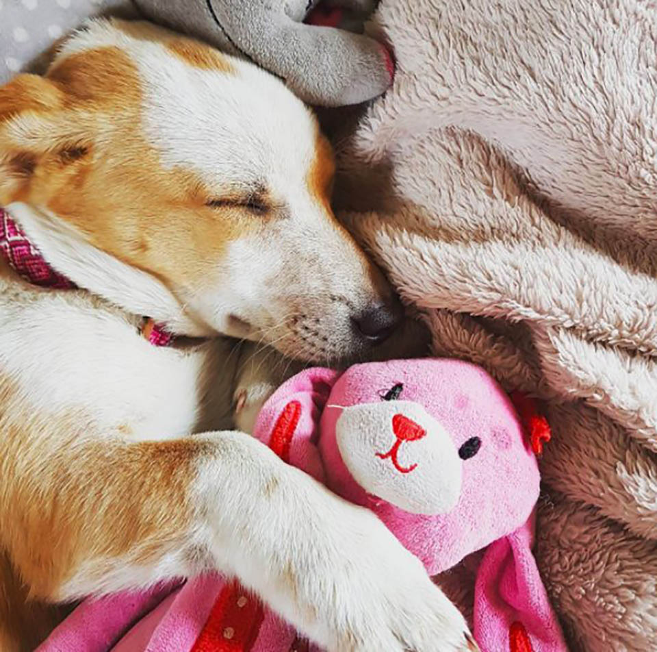 Pequeño perrito duerme