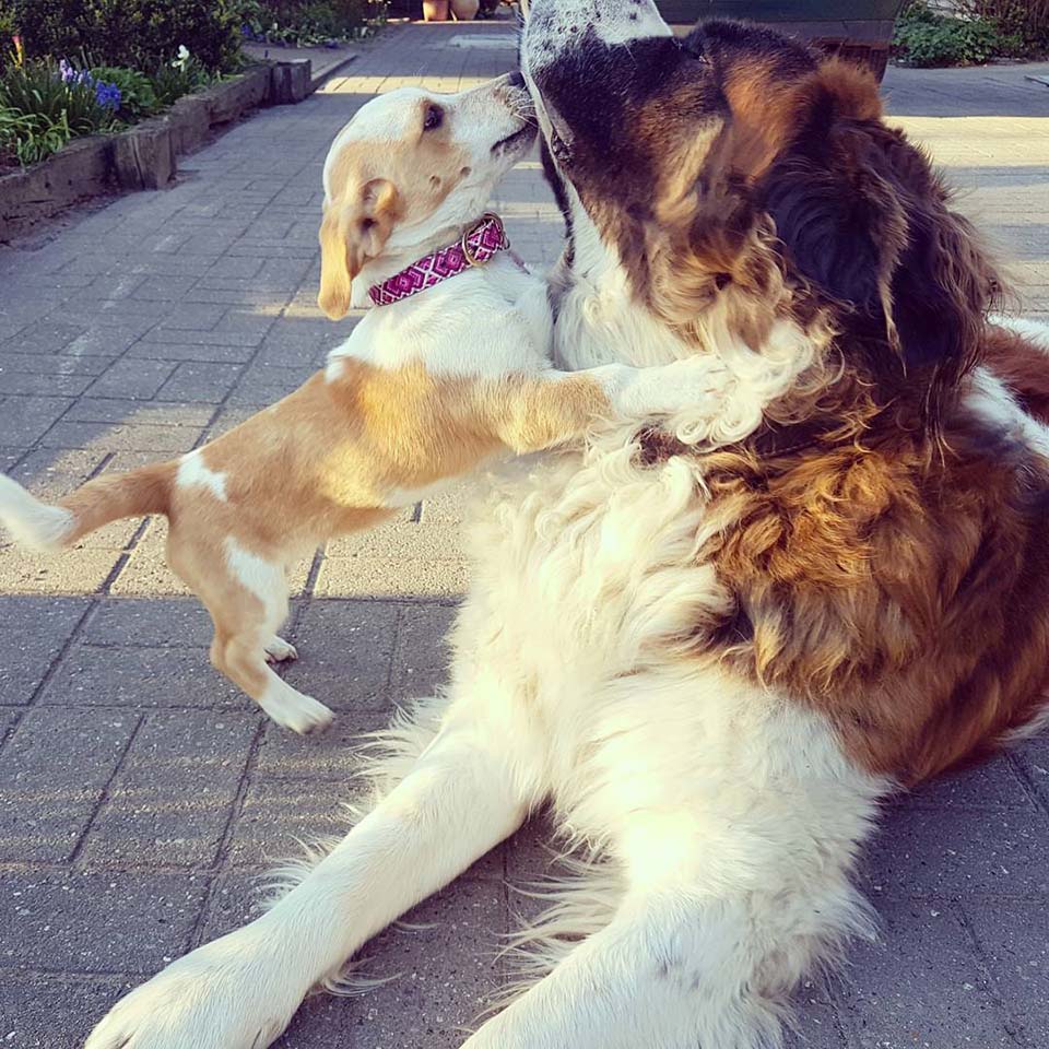 Pequeño perro rescatado