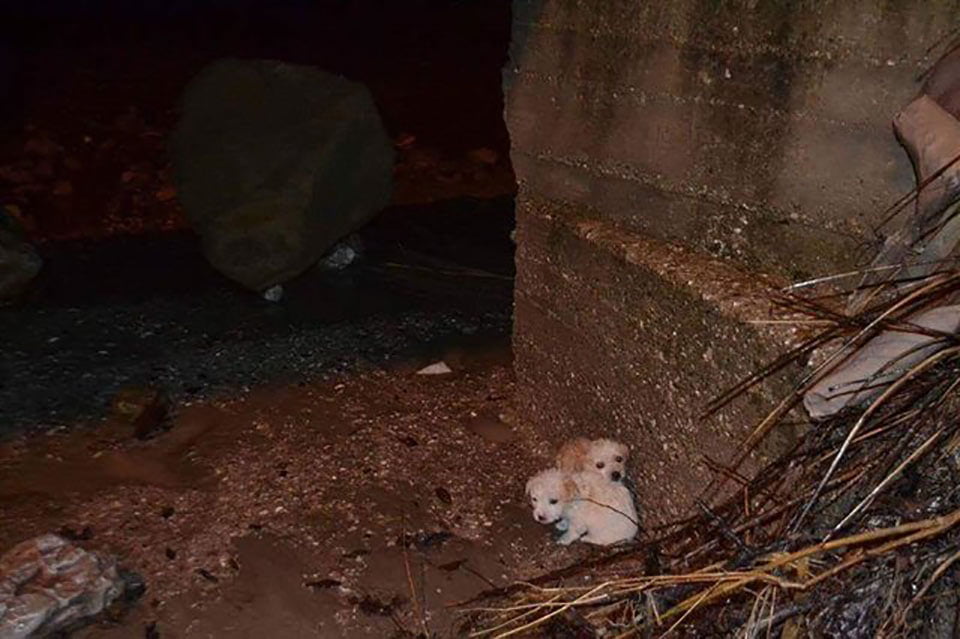 Pequeños perros bajo puente