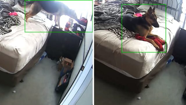 Perrita captada cámara abrazando ropa mamá