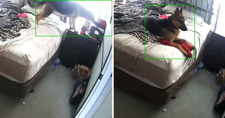 Perrita captada cámara abrazando ropa mamá
