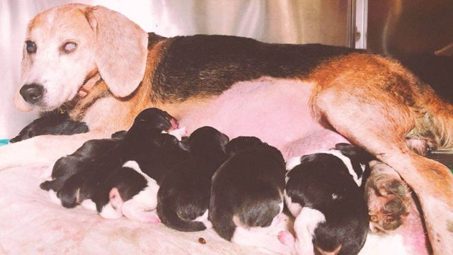 Perrita ciega es salvada de un laboratorio