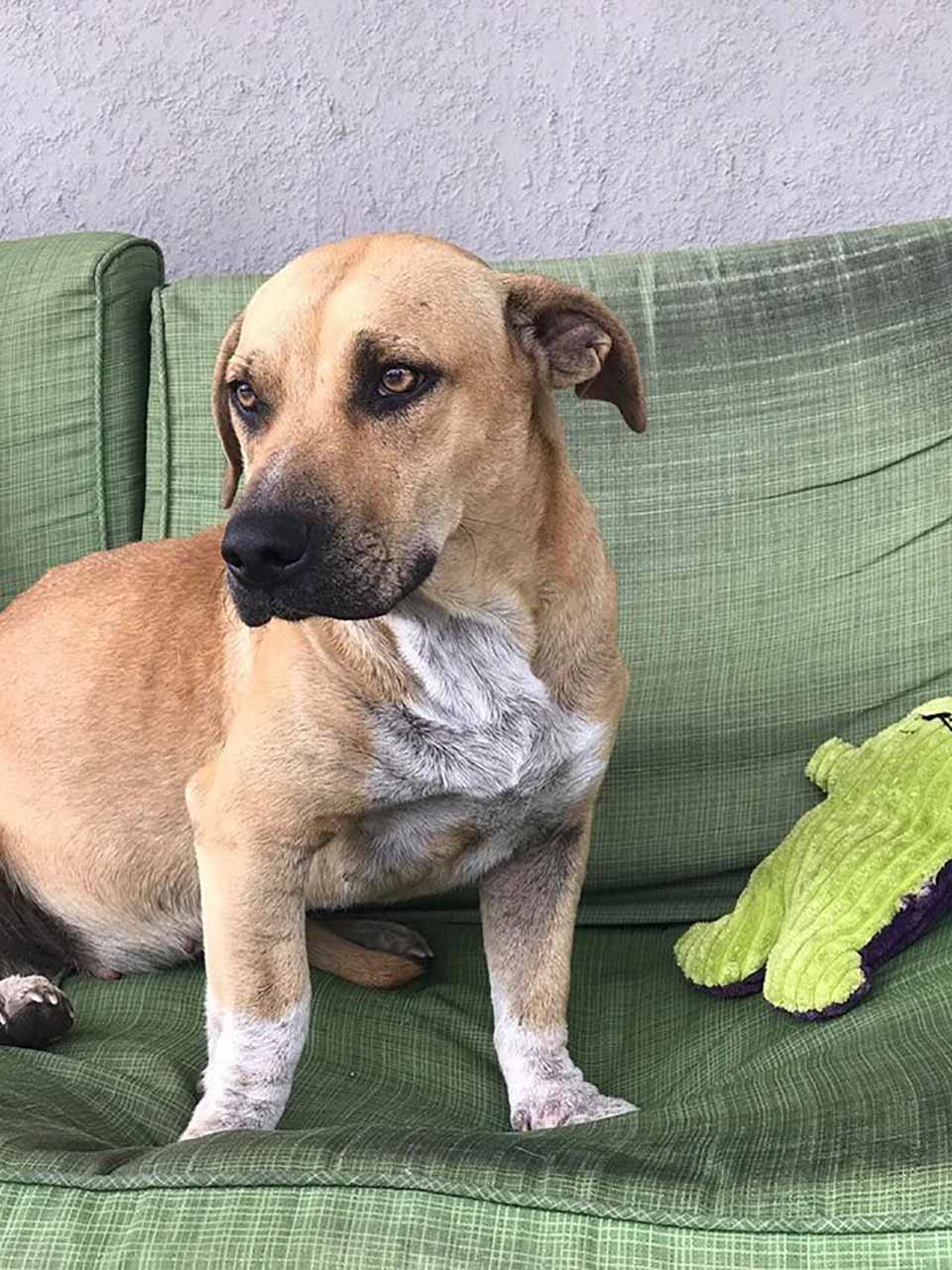 Perrita en el sofá