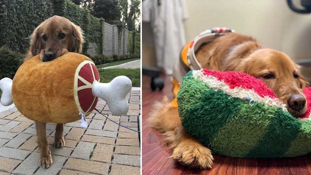 Perrita lleva un juguete con ella cada que sale a pasear