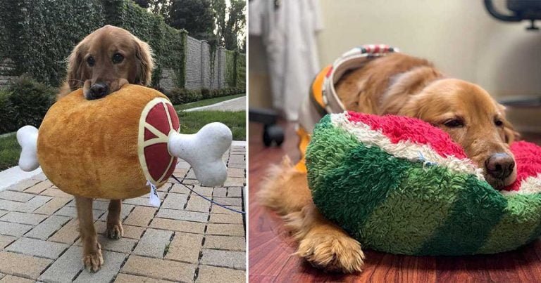 Perrita lleva un juguete con ella cada que sale a pasear