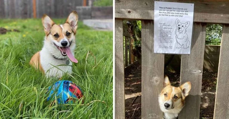 Perrita tiene un letrero que trae felicidad