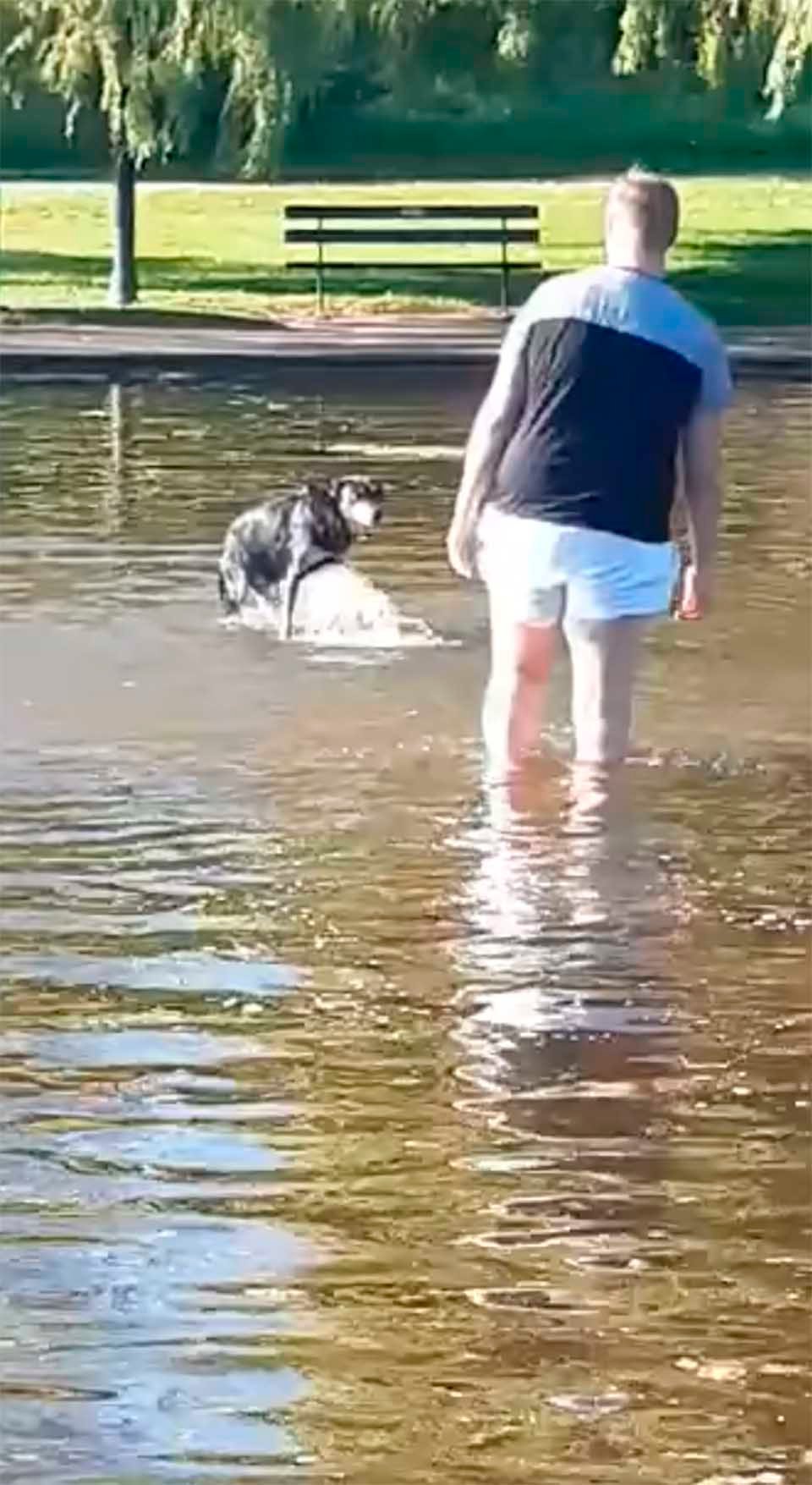 Hombre entra al estanque por su mascota