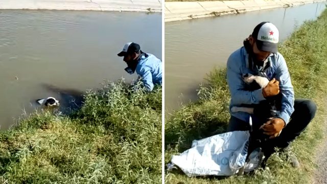 Perro atrapado canal agradecido hombre salvó