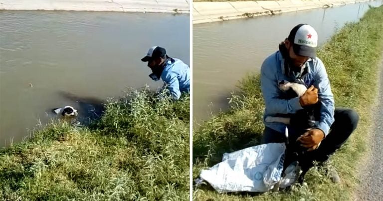 Perro atrapado canal agradecido hombre salvó