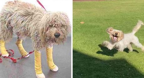 Perro con un pasado triste ahora es muy feliz de tener una segunda oportunidad