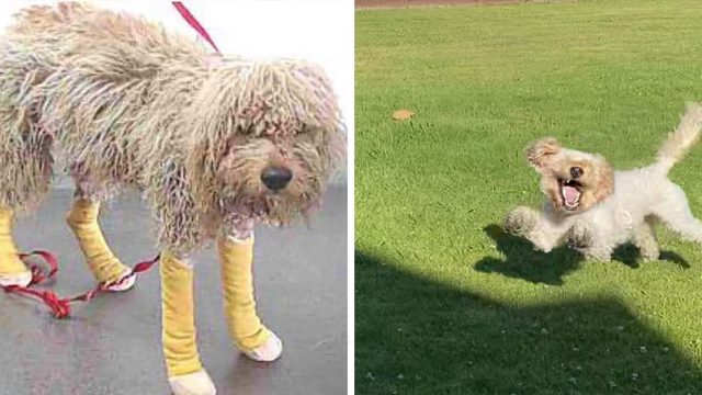 Perro con un pasado triste es muy feliz de tener una segunda oportunidad