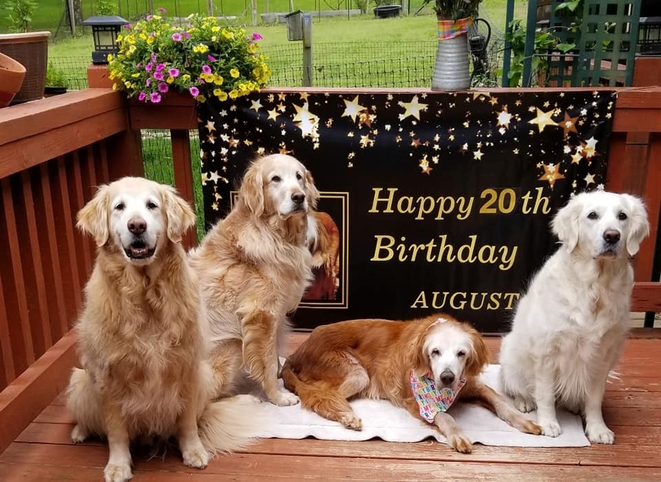 Perro de Tennessee cumpleaños