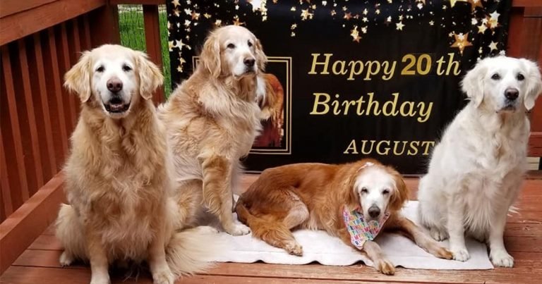 Perro que cumplió 20 años se convierte en el Golden Retriever más antiguo de la historia
