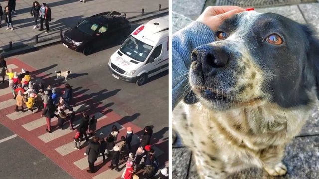 Perro detiene tráfico para que un grupo de niños cruce