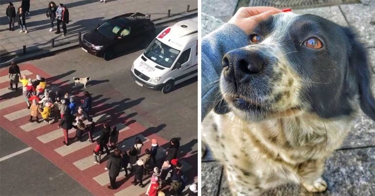 Perro detiene tráfico para que un grupo de niños cruce