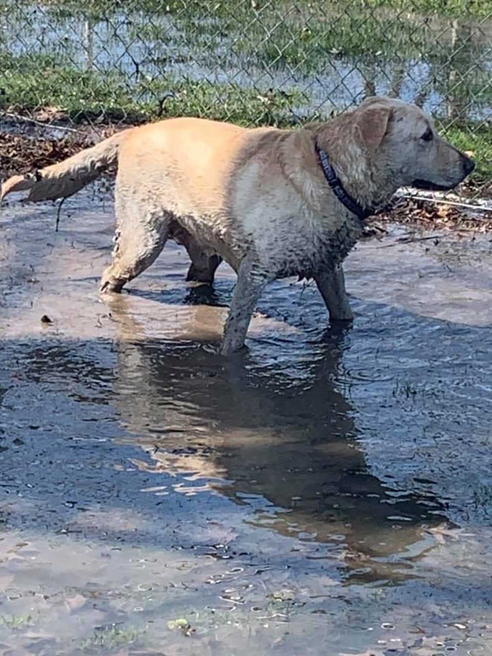 Perro disfruta del agua