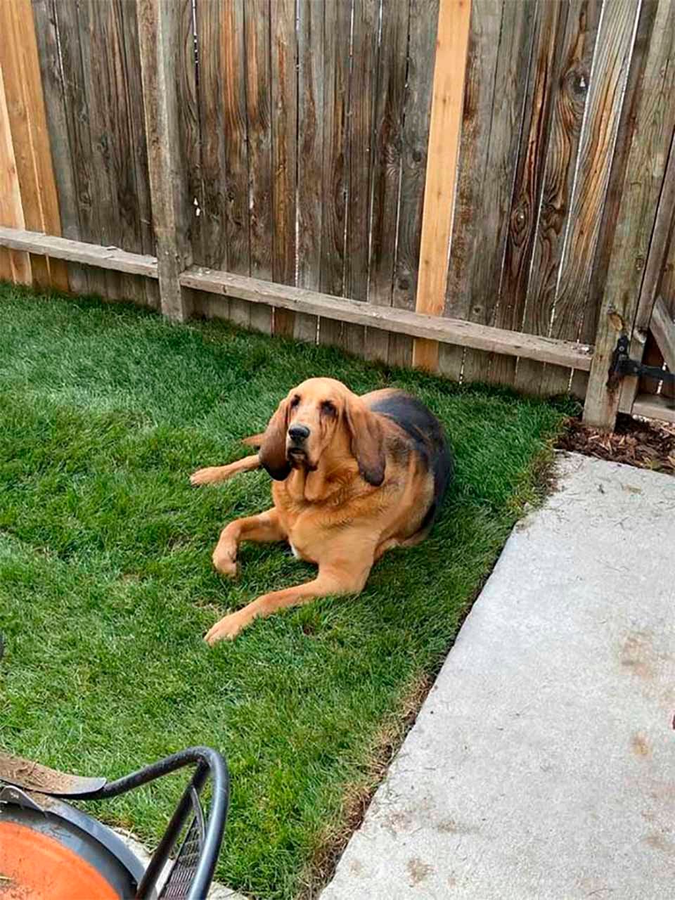 Perro disfruta su patio