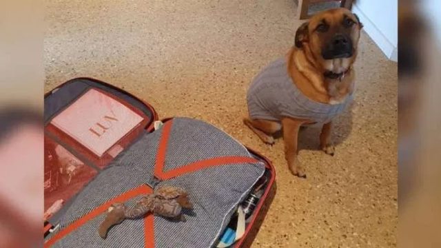 Perro empacó su juguete favorito