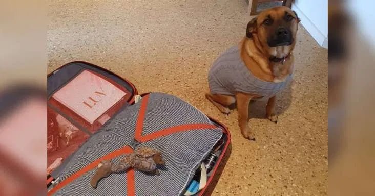Perro empacó su juguete favorito