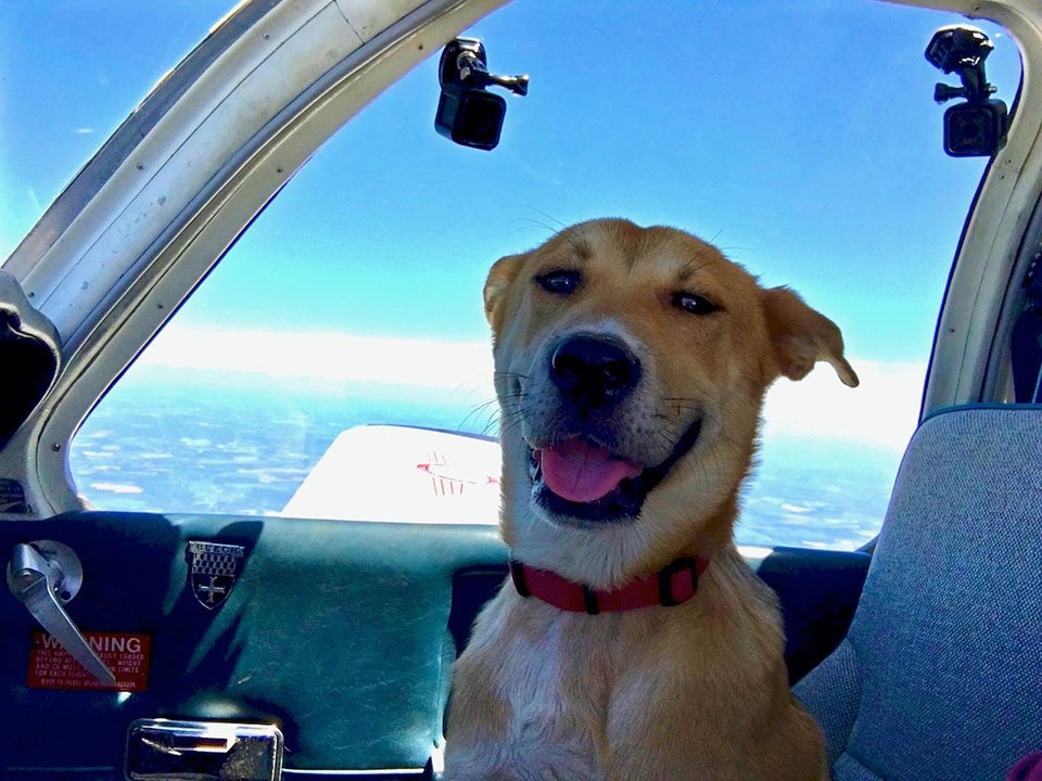 Perro en avión