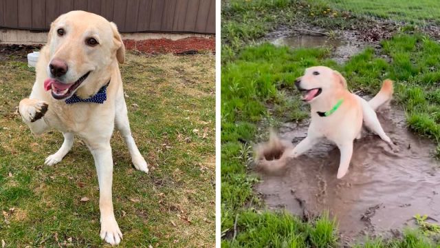 Perro encanta bailar charcos