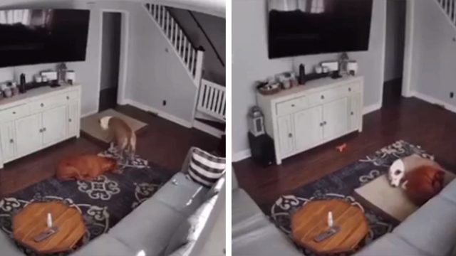 Perro le lleva la cama a su hermano enfermo para que esté cómodo