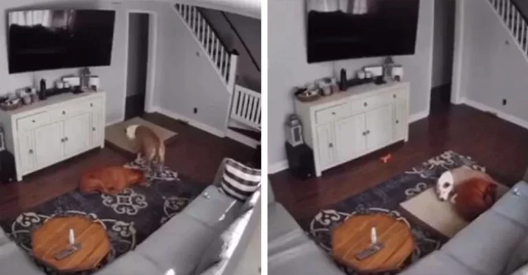 Perro le lleva la cama a su hermano enfermo para que esté cómodo