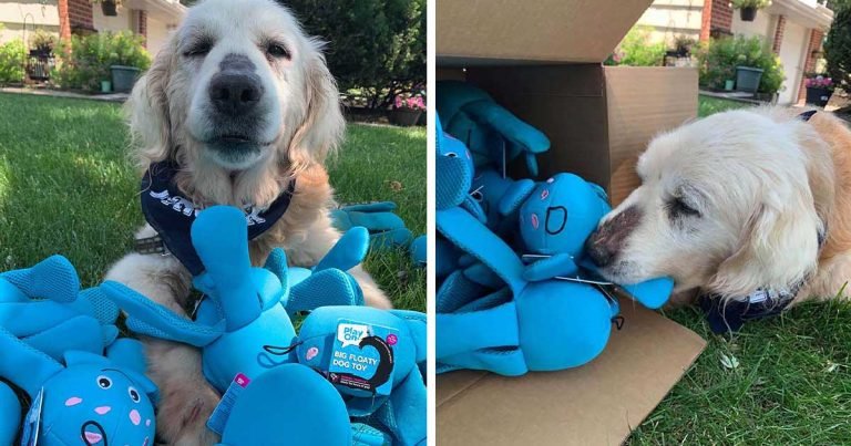 Perro mayor escoge juguete en tienda para mascotas