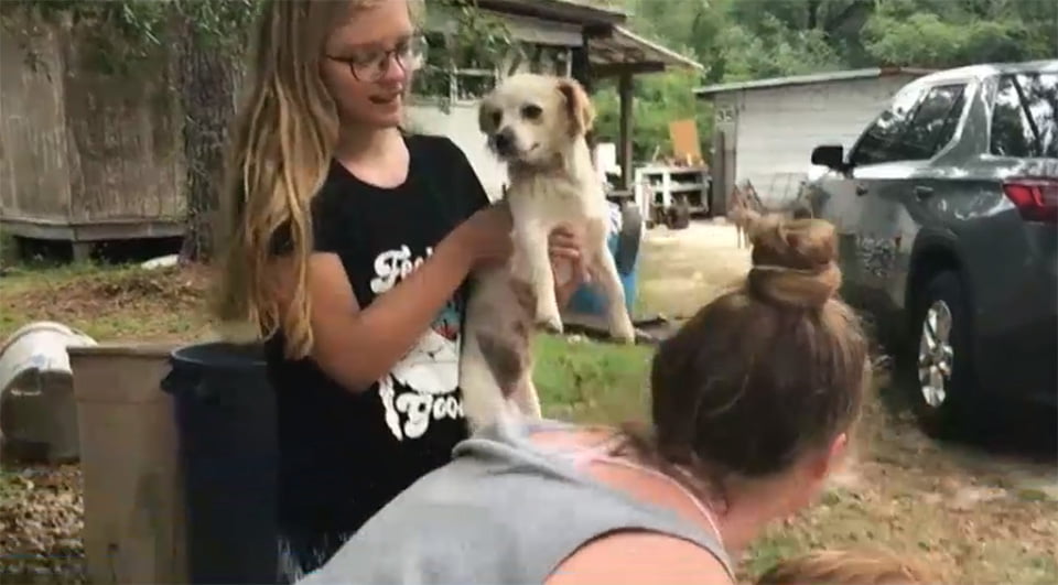 Perro pequeño de Marshal