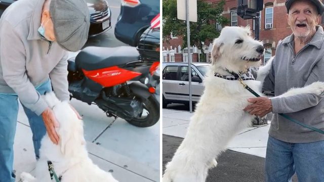 Perro reúne vecino favorito