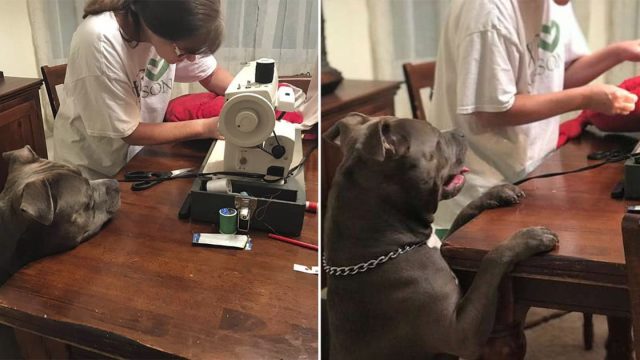 Perro rompe accidentalmente su almohada favorita