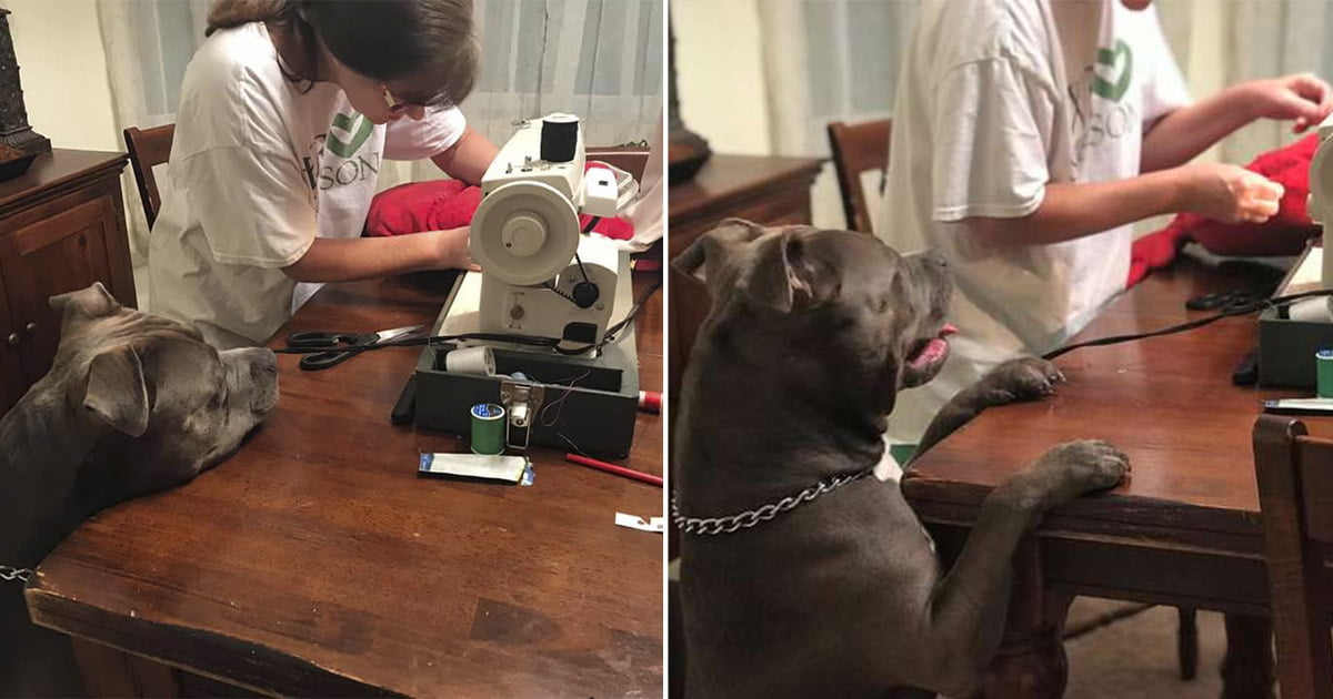 Perro rompe accidentalmente su almohada favorita