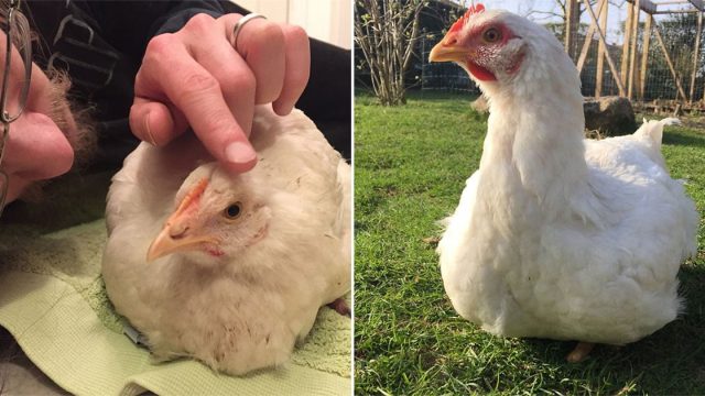 Pollo escapa de una granja encuentra un hogar