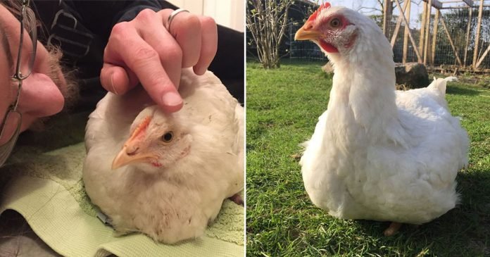 Pollo escapa de una granja encuentra un hogar