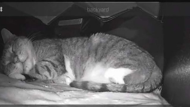 Puso cámara en la casa del gato salvaje
