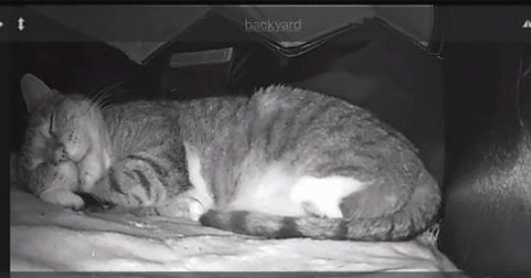 Puso cámara en la casa del gato salvaje
