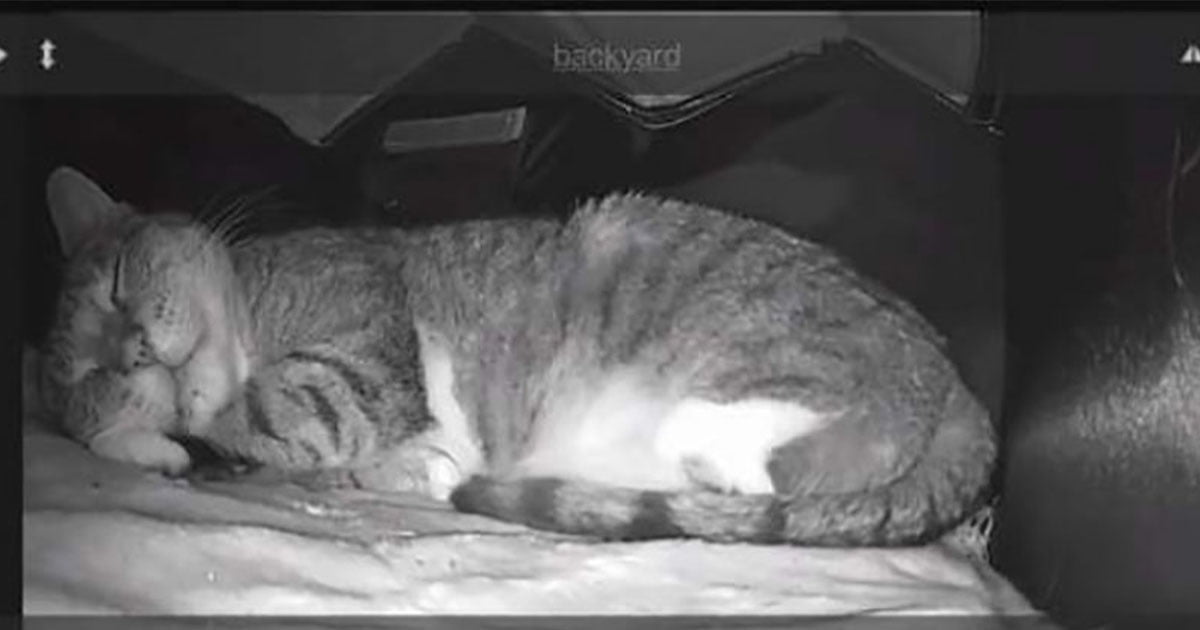 Puso cámara en la casa del gato salvaje