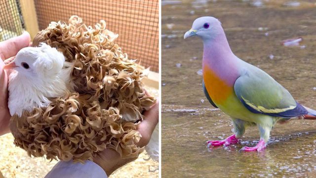 Tipos de palomas más hermosas