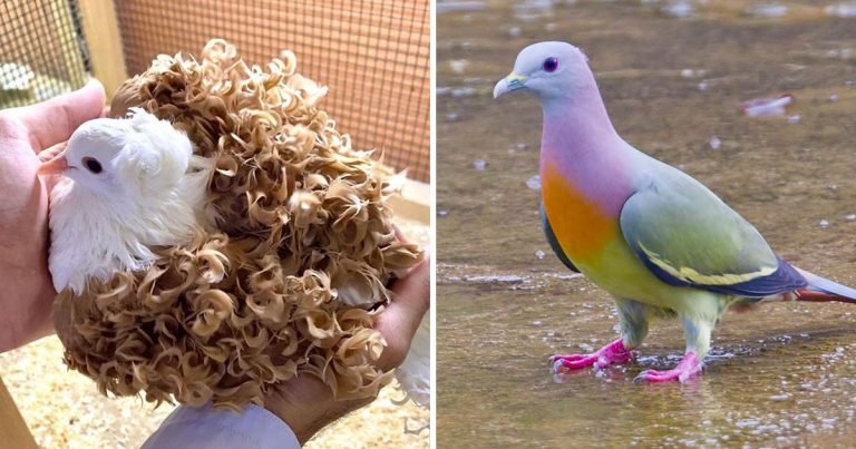 Tipos de palomas más hermosas