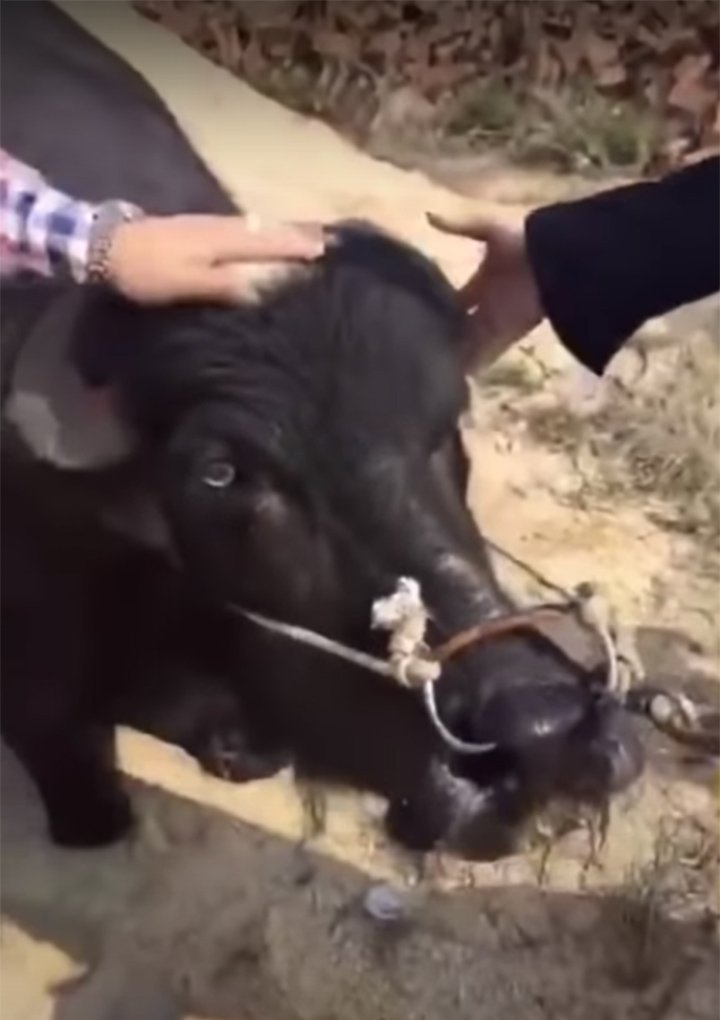 Vaca embarazada rogando