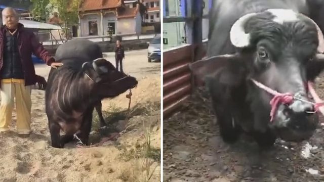 Vaca embarazada se arrodilla en un matadero