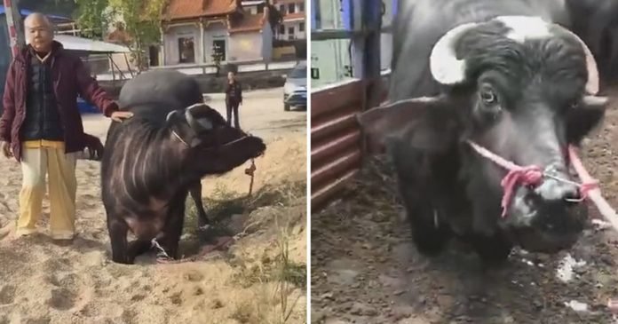Vaca embarazada se arrodilla en un matadero