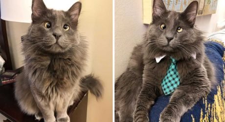 Adorable gato bizco se ha ganado los corazones de las personas en Internet