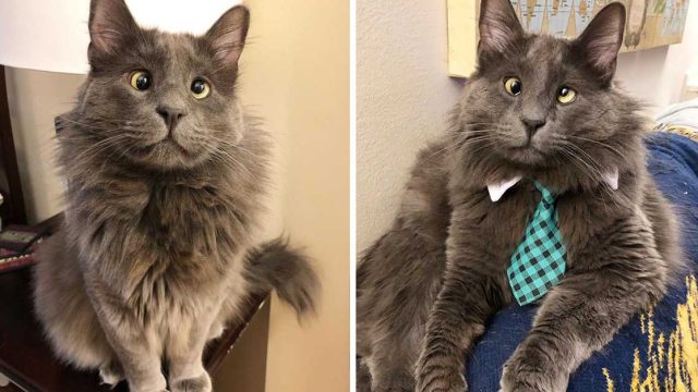 gato bizco se ha ganado los corazones de las personas