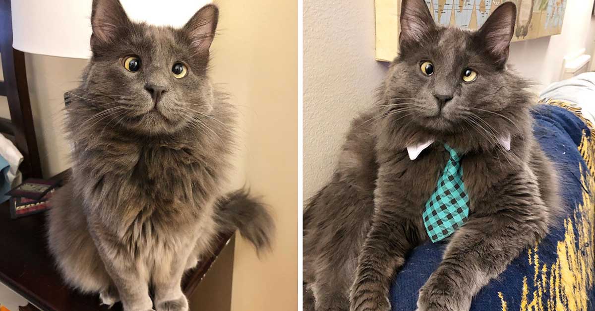 gato bizco se ha ganado los corazones de las personas