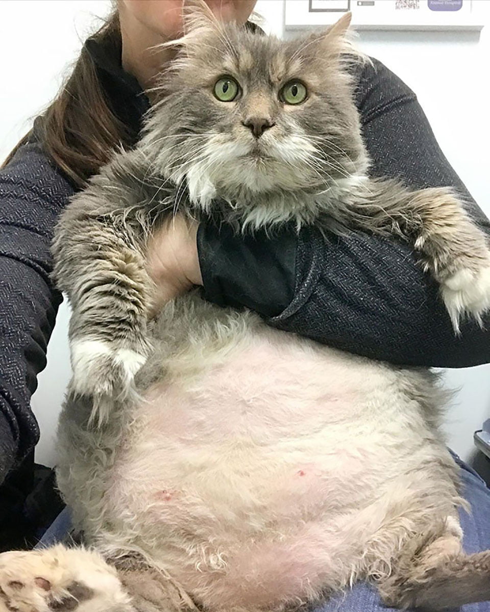 Gato cargado