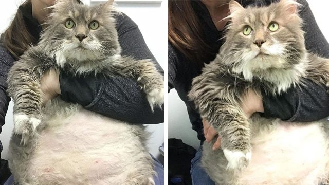 Gato gordito con su cuidadora