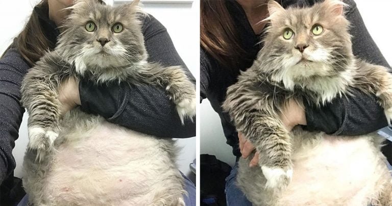 Gato gordito con su cuidadora