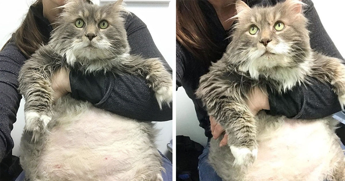 Gato gordito con su cuidadora